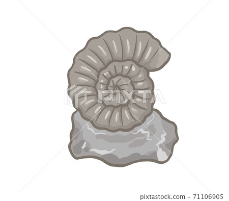 Ammonite illustration material 71106905