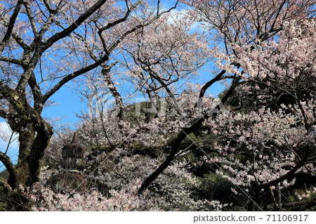Castle town of Nobunaga Oda, 99 (Nagara, Gifu City, Gifu Prefecture) Castle town of Nobunaga Oda, 99 (Nagara, Gifu City, Gifu Prefecture) 71106917