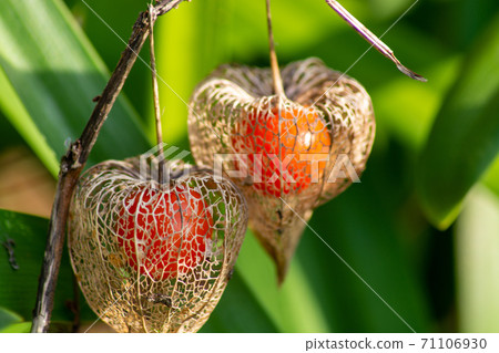 Wild demon light 71106930