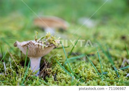 蘑菇 蘑菇 71106987