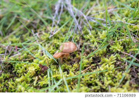 苔蘚和蘑菇 苔蘚和蘑菇 71106989