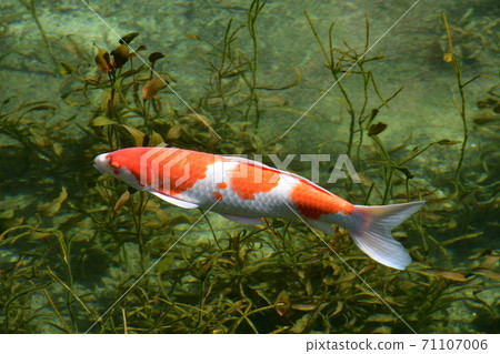 Autumn Monet's Pond Spring Pond and Koi / Autumn Leaves Autumn Monet's Pond Spring Pond and Koi / Autumn Leaves 71107006