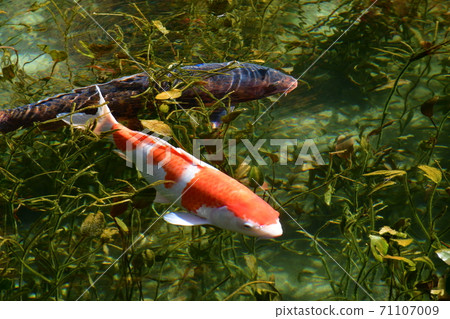 Autumn Monet's Pond Spring Pond and Koi / Autumn Leaves 71107009