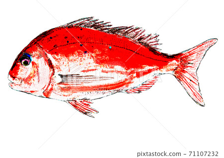 Red snapper 71107232