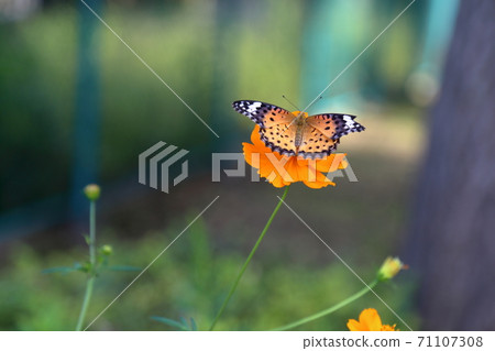 Tsumaguro Hyomon吸吮Kibana Cosmos的蜂蜜♀ Tsumaguro Hyomon吸吮Kibana Cosmos的蜂蜜♀ 71107308