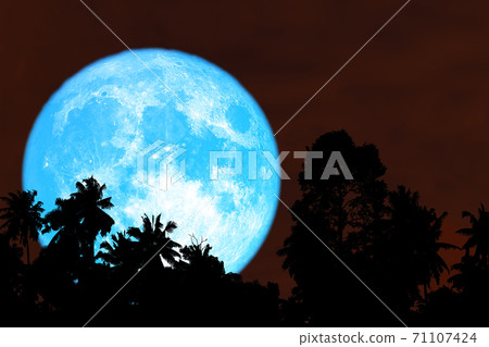 Super harvest blue moon silhouette trees in the night red sky Super harvest blue moon silhouette trees in the night red sky 71107424