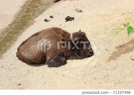 Bison taking a nap 71107496