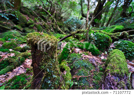 屋久島的夢幻般的性質 屋久島的夢幻般的性質 71107772