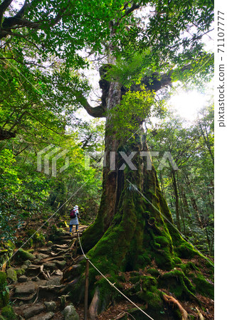 屋久島的夢幻般的性質 71107777