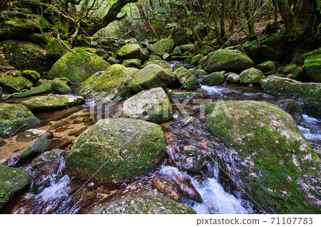 屋久島的夢幻般的性質 屋久島的夢幻般的性質 71107783