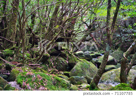 屋久島的夢幻般的性質 屋久島的夢幻般的性質 71107785