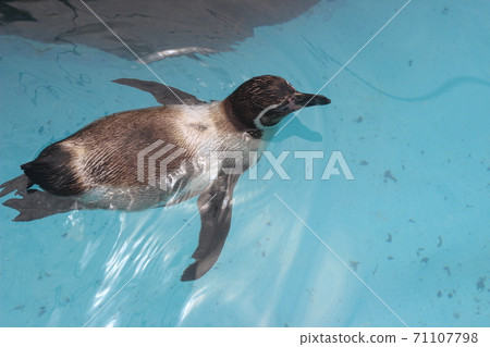 企鵝在水族館裡游泳 71107798
