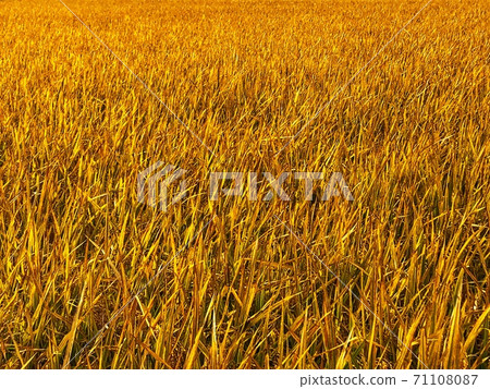 Autumn scenery with golden rice spreading all over Autumn scenery with golden rice spreading all over 71108087