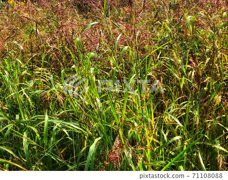 秋天的景色，到處都是閃閃發亮的綠葉和紅米 71108088