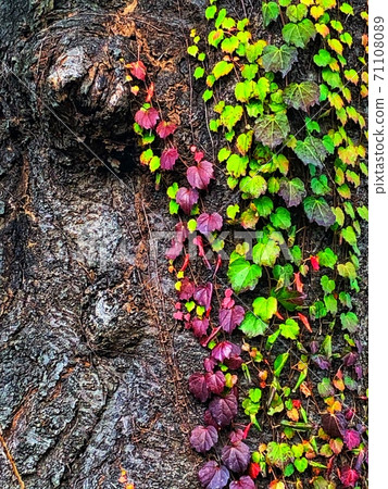 秋季景觀與五顏六色的綠色和品紅色的葉子交織在一起的樹木 71108089