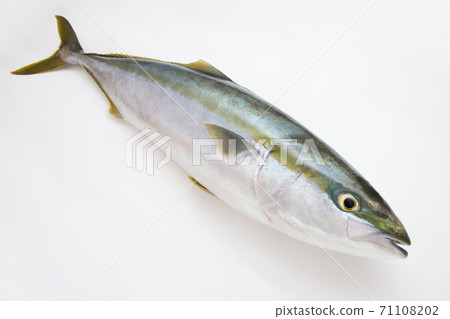 黃尾魚 黃尾魚 71108202