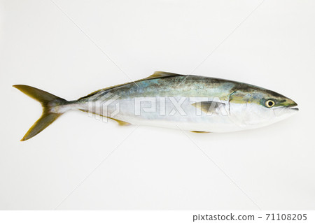 黃尾魚冷黃尾魚 71108205