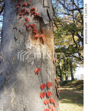 秋葉公園Tsuta 秋葉公園Tsuta 71108576