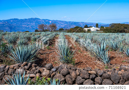 Blue Agave field in Tequila, Jalisco, Mexico Blue Agave field in Tequila, Jalisco, Mexico 71108921
