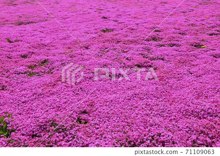 Shibazakura 71109063