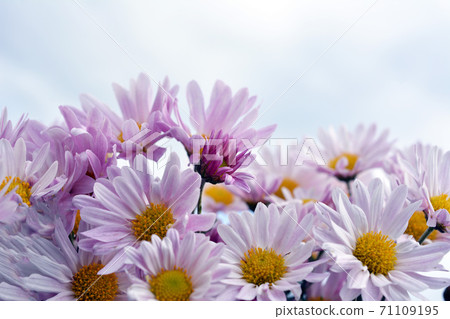 Blooming small chrysanthemum, pink flowers, autumn flowers, flower garden, flower image material 71109195