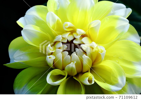 Beautifully blooming dahlia Beautifully blooming dahlia 71109612