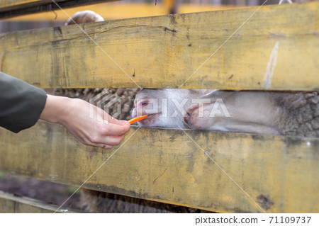 A man feeds white sheep over a fence. Sheep poke their heads through A man feeds white sheep over a fence. Sheep poke their heads through 71109737