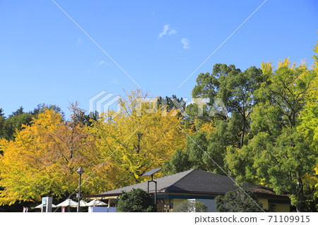 Hikarigaoka Park Ginkgo and blue sky 71109915