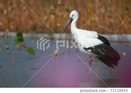 Stork resting in the lotus field 02 Stork resting in the lotus field 02 71110455