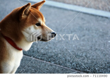 柴犬的側面照 71110490