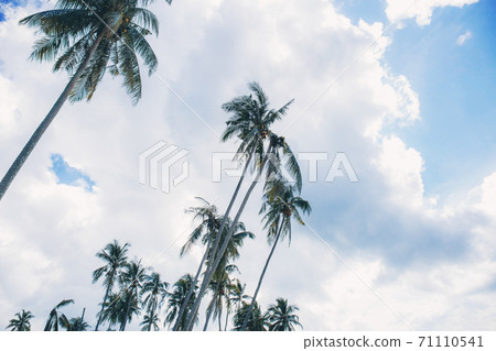 Palm tree with sky. Palm tree with sky. 71110541