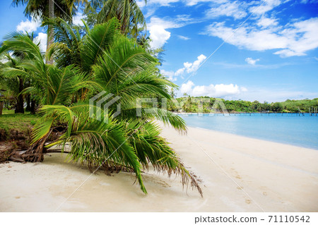 Palm tree and leaves on beach. Palm tree and leaves on beach. 71110542