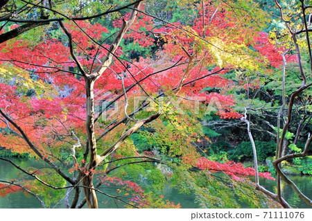 衝岩縣Ironami秋葉★-★-★三色秋葉★-★-★ 71111076