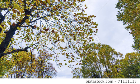 從下面仰望的百合樹（鬱金香樹）的風景 71111113