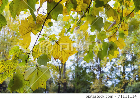 秋天的落葉，一棵百合樹的樹枝和樹葉之間模糊的景觀 71111114
