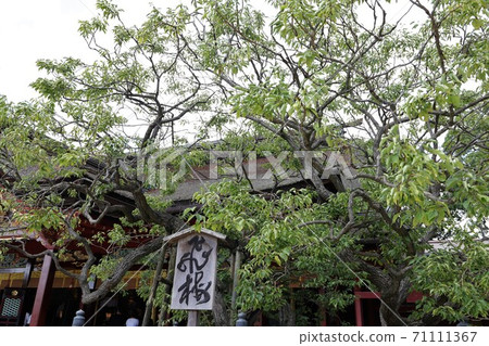 <Fukuoka> Dazaifu Tenmangu Shrine Tobiume 71111367