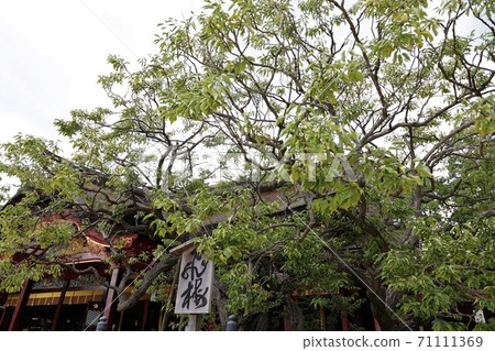 <Fukuoka> Dazaifu Tenmangu Shrine Tobiume 71111369