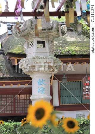 <福岡縣>大正府天滿宮燈籠和向日葵 <福岡縣>大正府天滿宮燈籠和向日葵 71111371