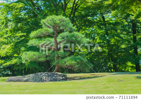 Bonsai pine sunny garden image 71111894