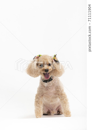 玩具貴賓犬 玩具貴賓犬 71111904