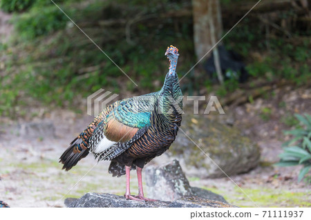 Turkey in Guatemala Turkey in Guatemala 71111937