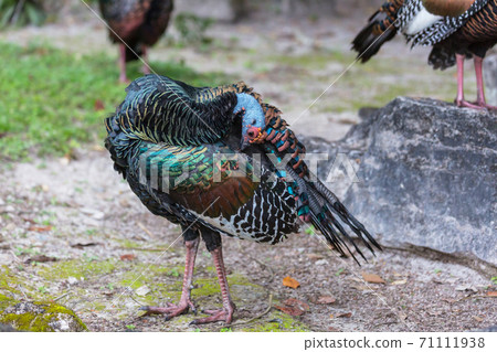 Turkey in Guatemala 71111938
