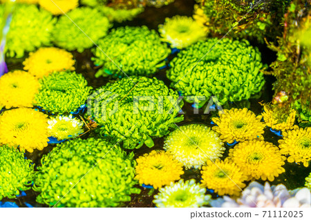 Vivid Hanatemizu (Kikutemizu) Nihonmatsu City, Fukushima Prefecture 71112025