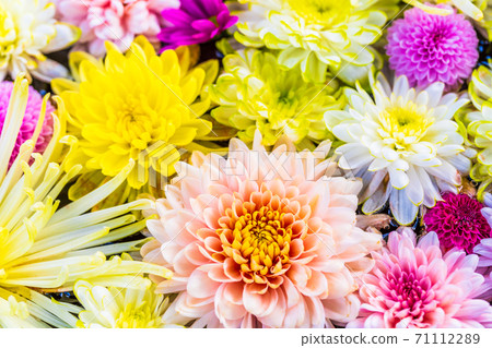 Vivid Hanatemizu (Kikutemizu) Nihonmatsu City, Fukushima Prefecture 71112289