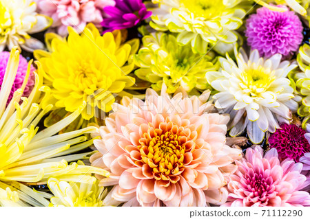 Vivid Hanatemizu (Kikutemizu) Nihonmatsu City, Fukushima Prefecture 71112290