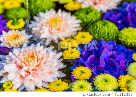 Vivid Hanatemizu (Kikutemizu) Nihonmatsu City, Fukushima Prefecture 71112392