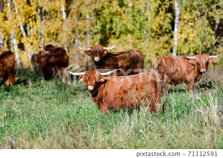 Some Highlander cows originally from Scotland Some Highlander cows originally from Scotland 71112591