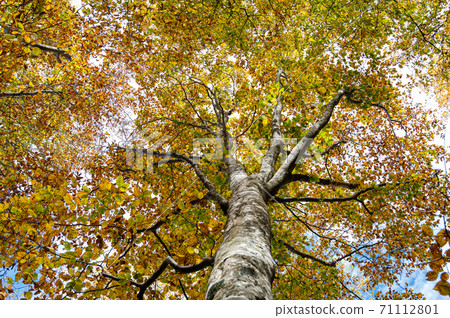 Looking up at the autumnal trees Looking up at the autumnal trees 71112801