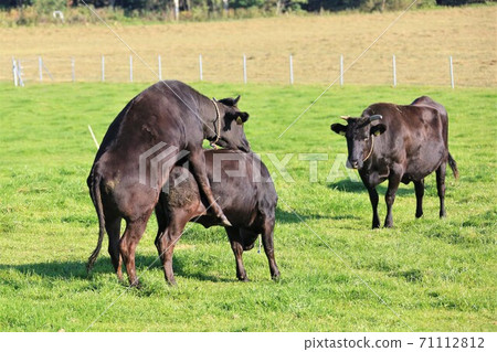 日本牛肉 71112812