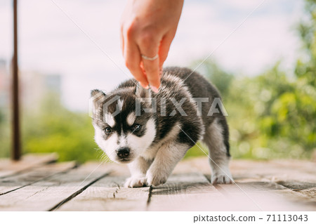 Four-week-old Husky Puppy Of White-gray-black Color Is Ready To Eat From Hands Of Owner Four-week-old Husky Puppy Of White-gray-black Color Is Ready To Eat From Hands Of Owner 71113043